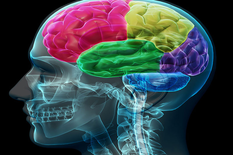 brain-anatomy
