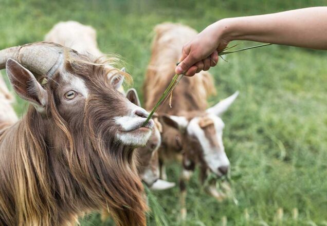 goatmilk in cancer