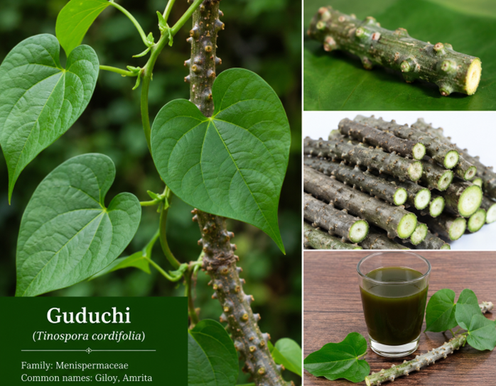Is Guduchi (Giloy) Good for Acute Myeloid Leukemia or Blood Cancer Patients?