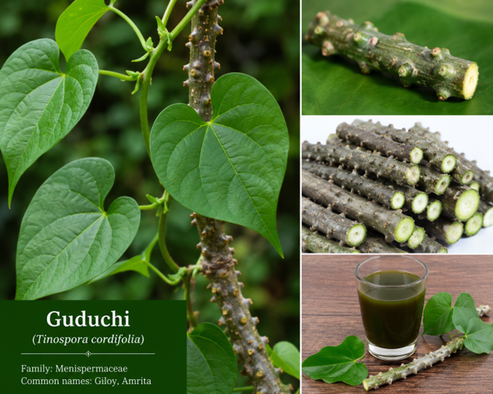 Is Guduchi (Giloy) Good for Acute Myeloid Leukemia or Blood Cancer Patients?
