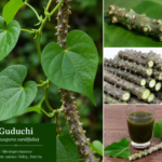 Is Guduchi (Giloy) Good for Acute Myeloid Leukemia or Blood Cancer Patients?