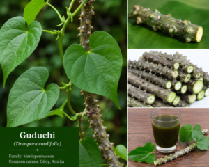 Is Guduchi (Giloy) Good for Acute Myeloid Leukemia or Blood Cancer Patients?